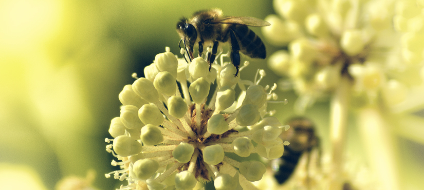 Environment protection consultant Environment protection consultant